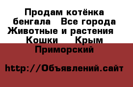 Продам котёнка бенгала - Все города Животные и растения » Кошки   . Крым,Приморский